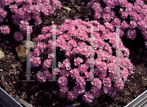 Picture of Armeria girardii 