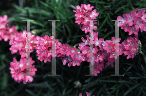 Picture of Armeria maritima 'Bloodstone'