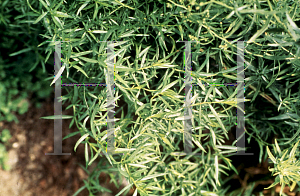 Picture of Artemisia dracunculus 'Sativa'