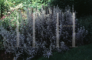 Picture of Artemisia ludoviciana 'Silver Queen'