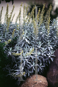 Picture of Artemisia ludoviciana 'Valerie Finnis'