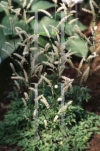 Picture of Aruncus aethusifolius 