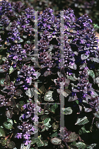 Picture of Ajuga pyramidalis 'Metallica Crispa'