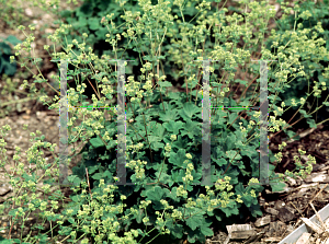 Picture of Alchemilla erythropoda 