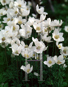 Picture of Anemone sylvestris 