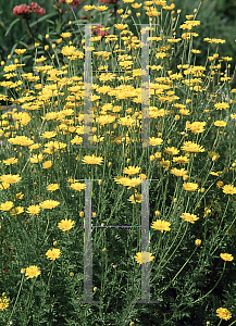 Picture of Anthemis tinctoria 'Kelwayi'