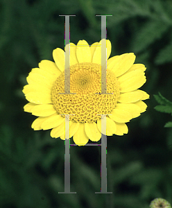 Picture of Anthemis tinctoria 'Kelwayi'