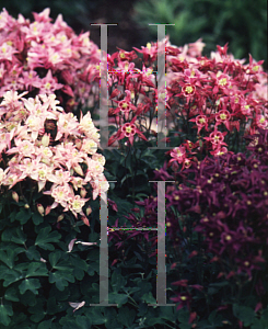 Picture of Aquilegia sibirica 'Biedermeier'