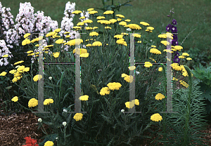 Picture of Achillea  'Coronation Gold'