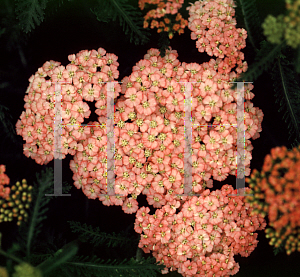 Picture of Achillea millefolium 'Apple Blossom'