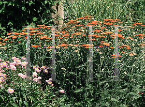 Picture of Achillea millefolium 'Fireland'