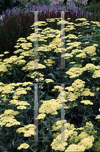 Picture of Achillea filipendulina 'Credo'