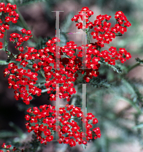 Picture of Achillea millefolium 'Red Beauty'