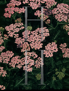 Picture of Achillea millefolium 'Pink Deb'