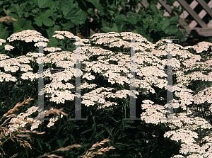 Picture of Achillea millefolium 'Snowsport'