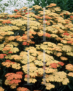 Picture of Achillea millefolium 'Terra Cotta'