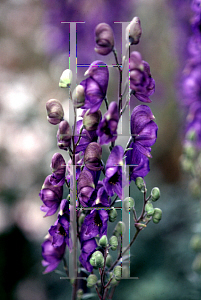 Picture of Aconitum napellus 