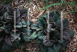 Picture of Ajuga reptans 'Catlin's Giant'