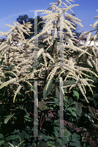 Picture of Aruncus dioicus 