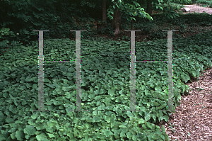 Picture of Asarum canadense 