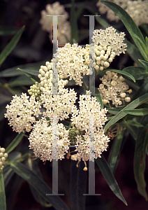 Picture of Asclepias incarnata 'Ice Ballet'