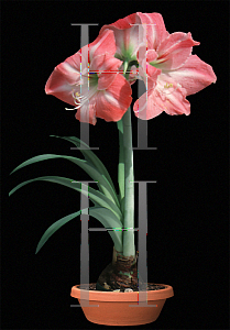 Picture of Hippeastrum x hybridum 