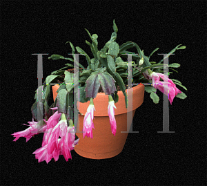 Picture of Schlumbergera truncata 