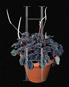 Picture of Peperomia caperata 