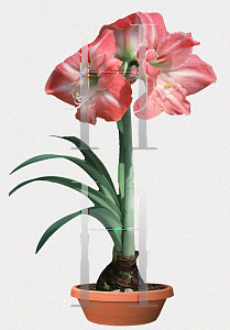 Picture of Hippeastrum x hybridum 