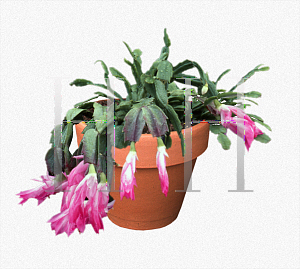 Picture of Schlumbergera truncata 