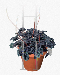 Picture of Peperomia caperata 