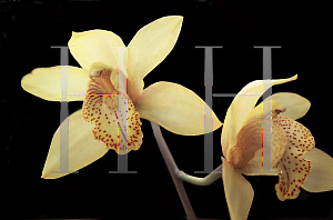 Picture of Cymbidium x 