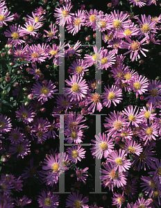 Picture of Symphyotrichum dumosum 'Wood's Light Blue'