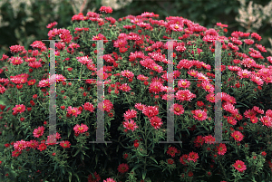 Picture of Symphyotrichum novae-angliae 'Alma Potschke'