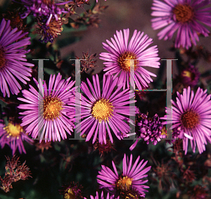 Picture of Symphyotrichum novae-angliae 'Hella Lacy'