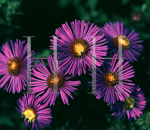 Picture of Symphyotrichum novae-angliae 'Purple Dome'