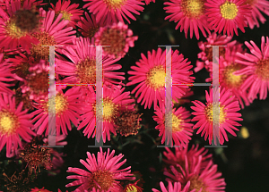 Picture of Symphyotrichum novae-angliae 'Red Star'