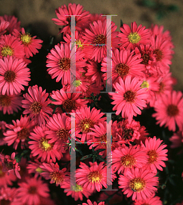 Picture of Symphyotrichum novae-angliae 'Alert'