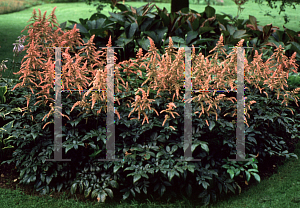 Picture of Astilbe x arendsii 'Bressingham Beauty'