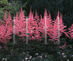 Picture of Astilbe x arendsii 'Cattleya'
