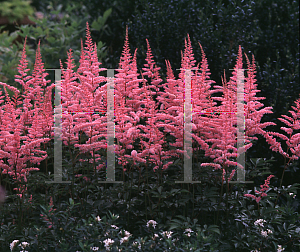 Picture of Astilbe x arendsii 'Cattleya'