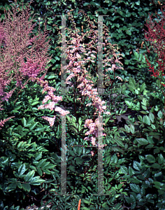 Picture of Astilbe x arendsii 'Grete Pungel'