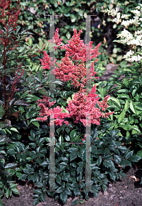 Picture of Astilbe japonica 'Bremen'