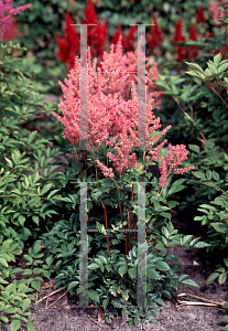 Picture of Astilbe x arendsii 'Rheinland'