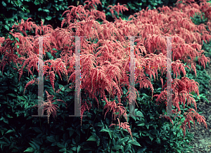 Picture of Astilbe thunbergii 'Straussenfeder(Ostrich Plume)'