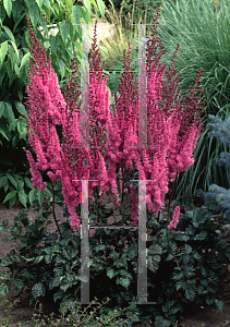 Picture of Astilbe chinensis var. taquetii 'Purpurkerzes(Purple Candle)'
