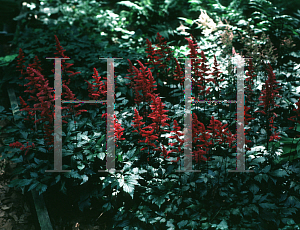 Picture of Astilbe x arendsii 'Etna'