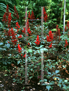 Picture of Astilbe x arendsii 'Fanal'