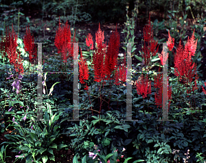 Picture of Astilbe x arendsii 'Red Light (Rotlicht)'