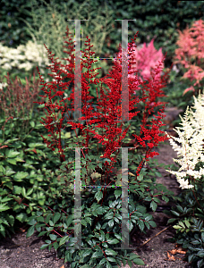 Picture of Astilbe x arendsii 'Spinell'